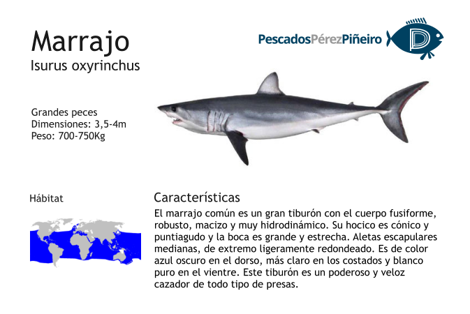 Grandes peces Dimensiones: 3,5-4m Peso: 700-750Kg Características Hábitat Marrajo Isurus oxyrinchus El marrajo común es un gran tiburón con el cuerpo fusiforme, robusto, macizo y muy hidrodinámico. Su hocico es cónico y puntiagudo y la boca es grande y estrecha. Aletas escapulares medianas, de extremo ligeramente redondeado. Es de color azul oscuro en el dorso, más claro en los costados y blanco puro en el vientre. Este tiburón es un poderoso y veloz cazador de todo tipo de presas.