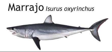Marrajo Isurus oxyrinchus