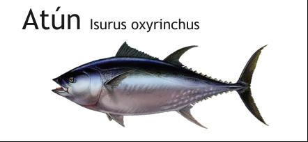 Atún Isurus oxyrinchus