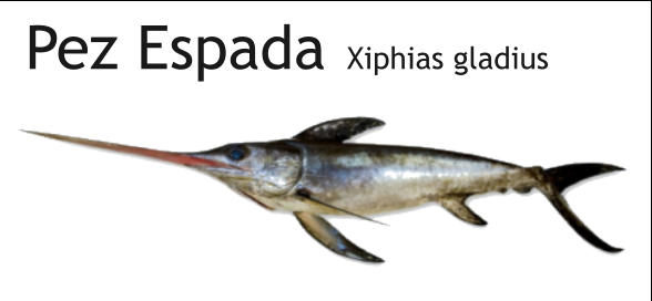 Pez Espada Xiphias gladius